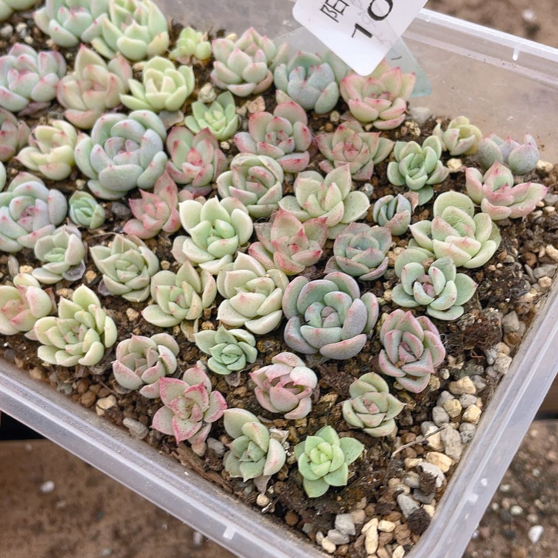 多肉植物多肉植物1016