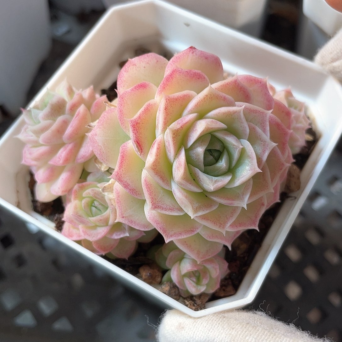 优选23号女王福利853