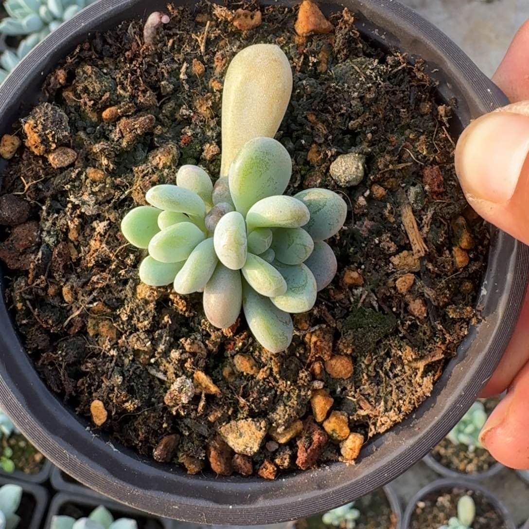 海妮亚 叶插  一物一拍