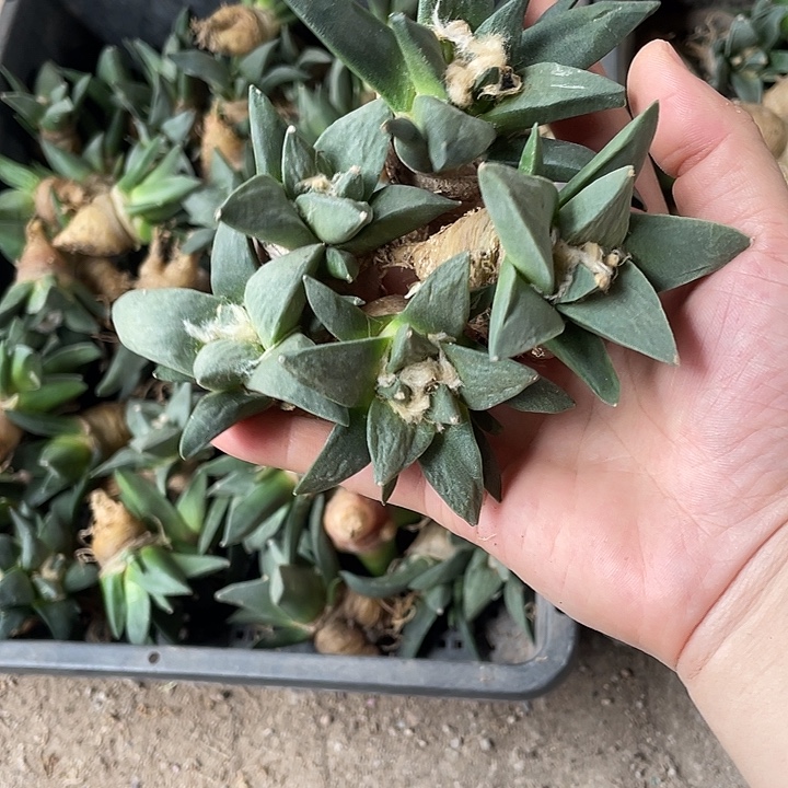 实生牡丹买5送2福利