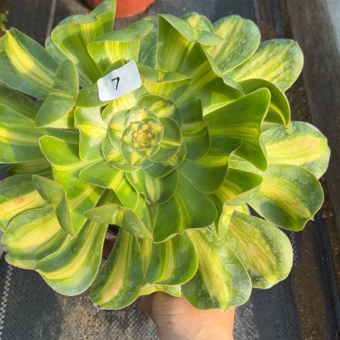 7暴君多肉植物紫