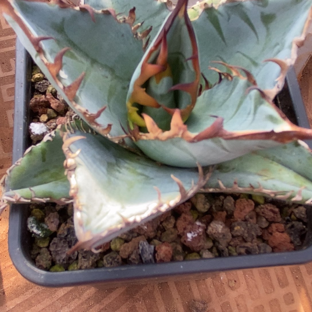 曼陀罗龙舌兰蓝肌1