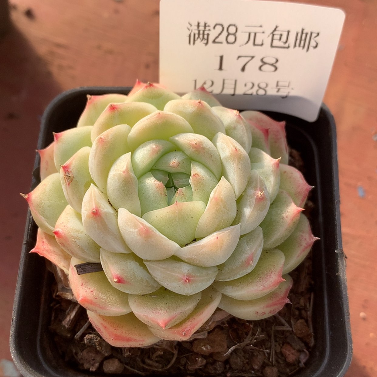【闪购商品】云178号