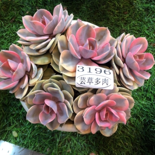 彩虹，3196，一物一拍