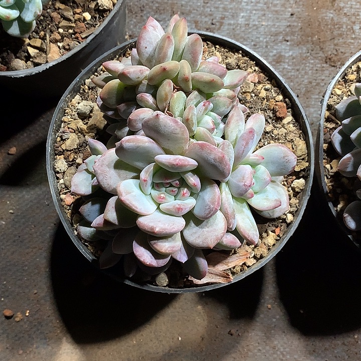 丽宝多肉植物单颗