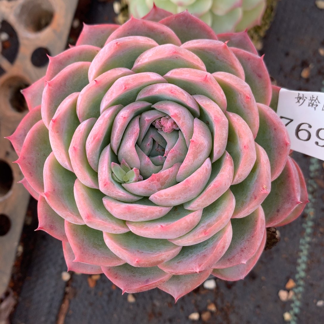 7693杂交多肉老桩