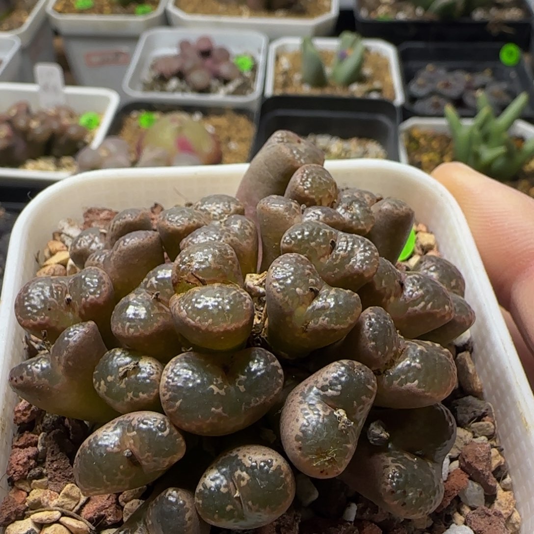 泡泡勋章群多肉植物71