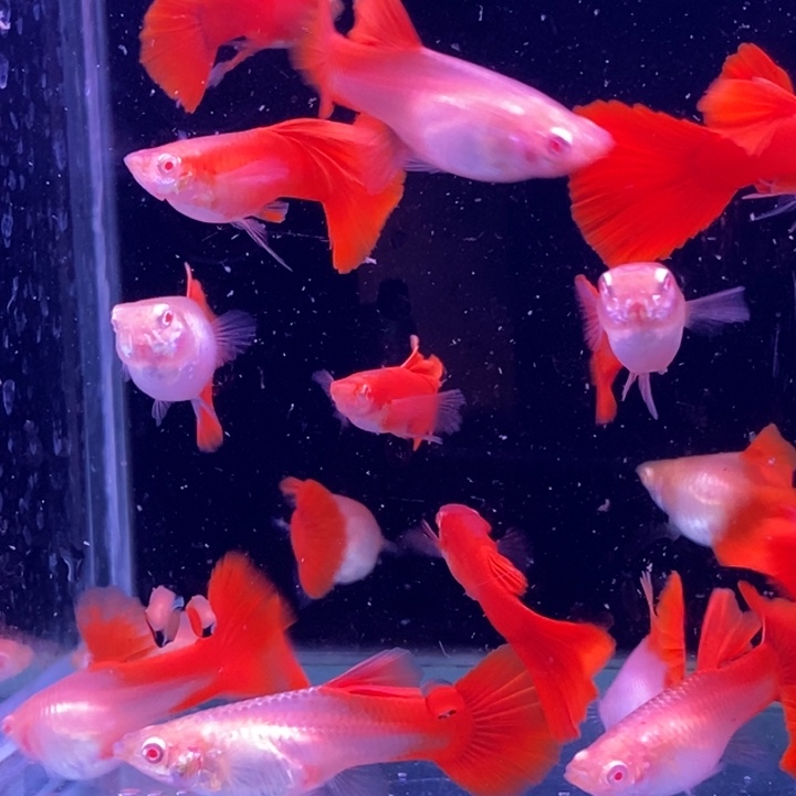 孔雀鱼福利血红20条包邮