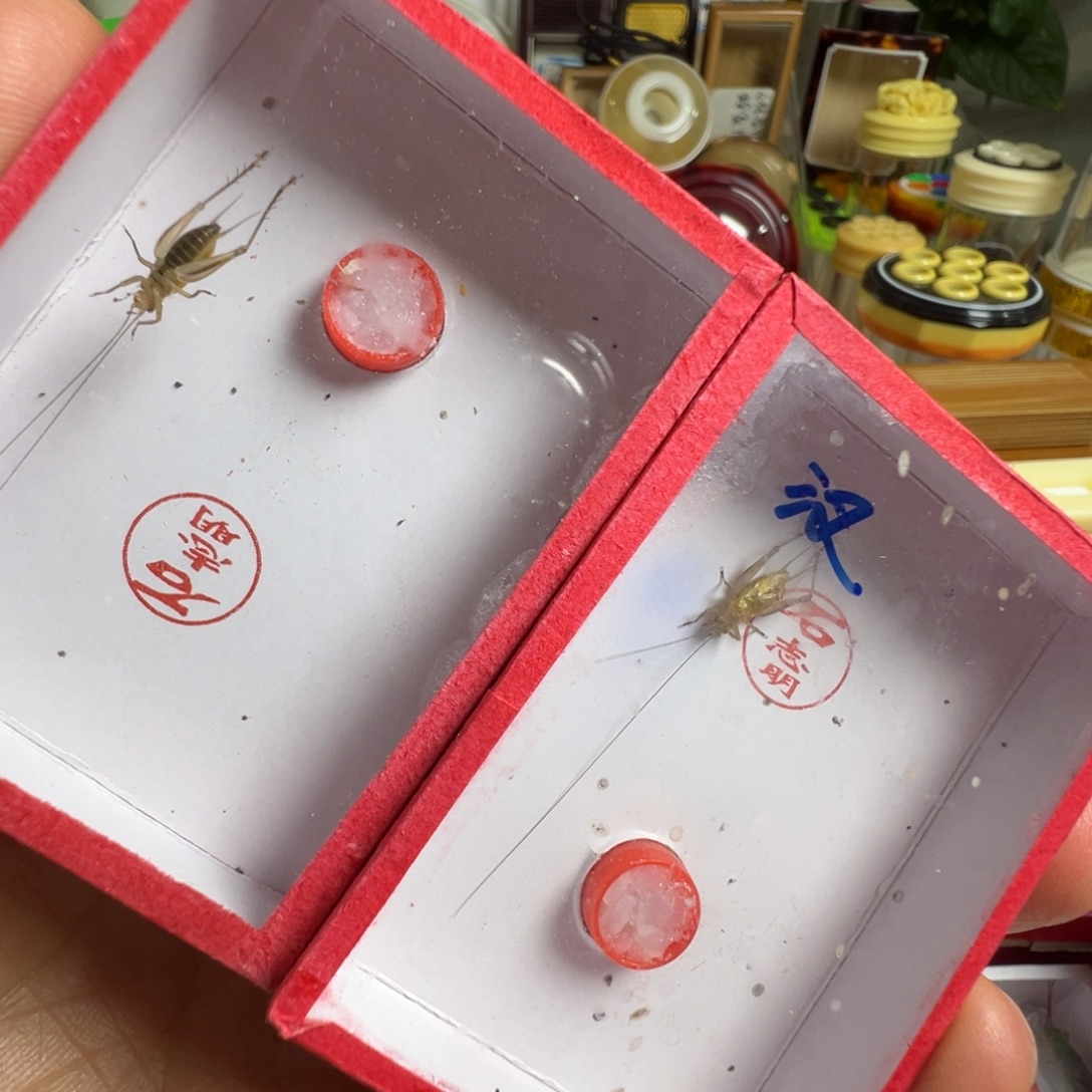 蟋蟀两只石老师长须冬黄开叫