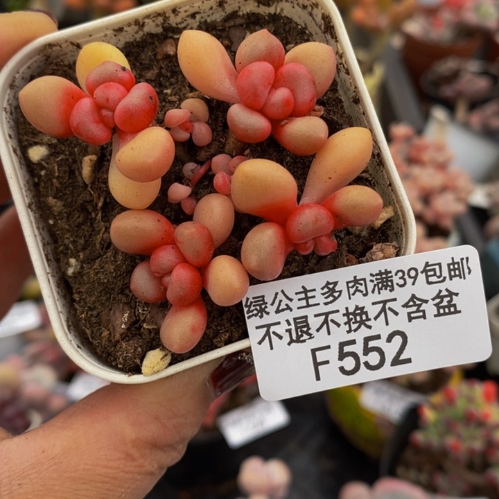 先锋派4vm552多肉植物