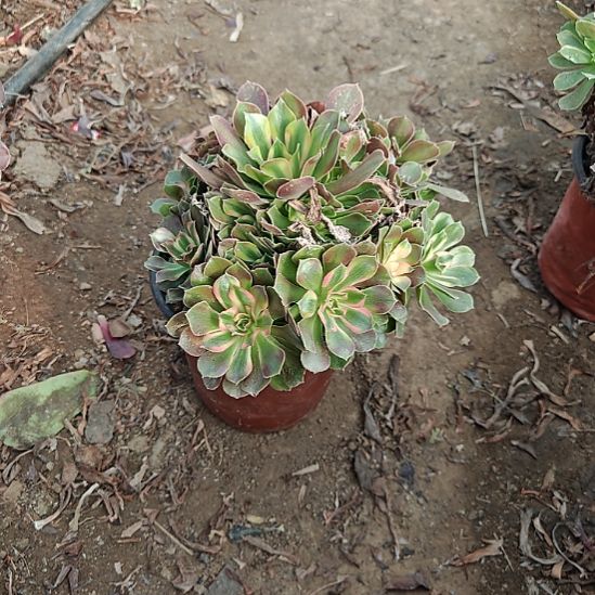 洛神加急发货法师11