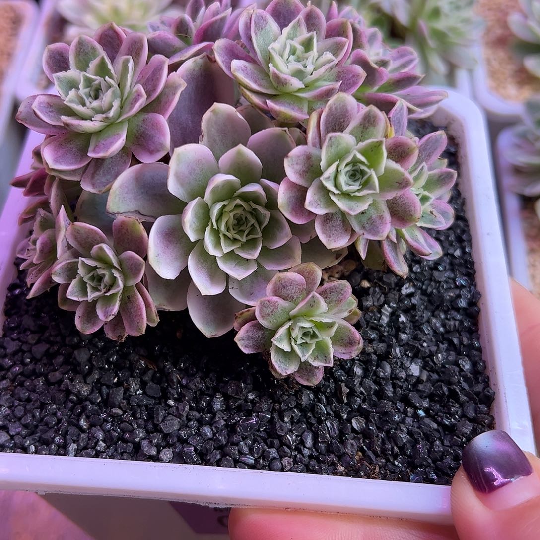 山地玫瑰锦秋夕004号