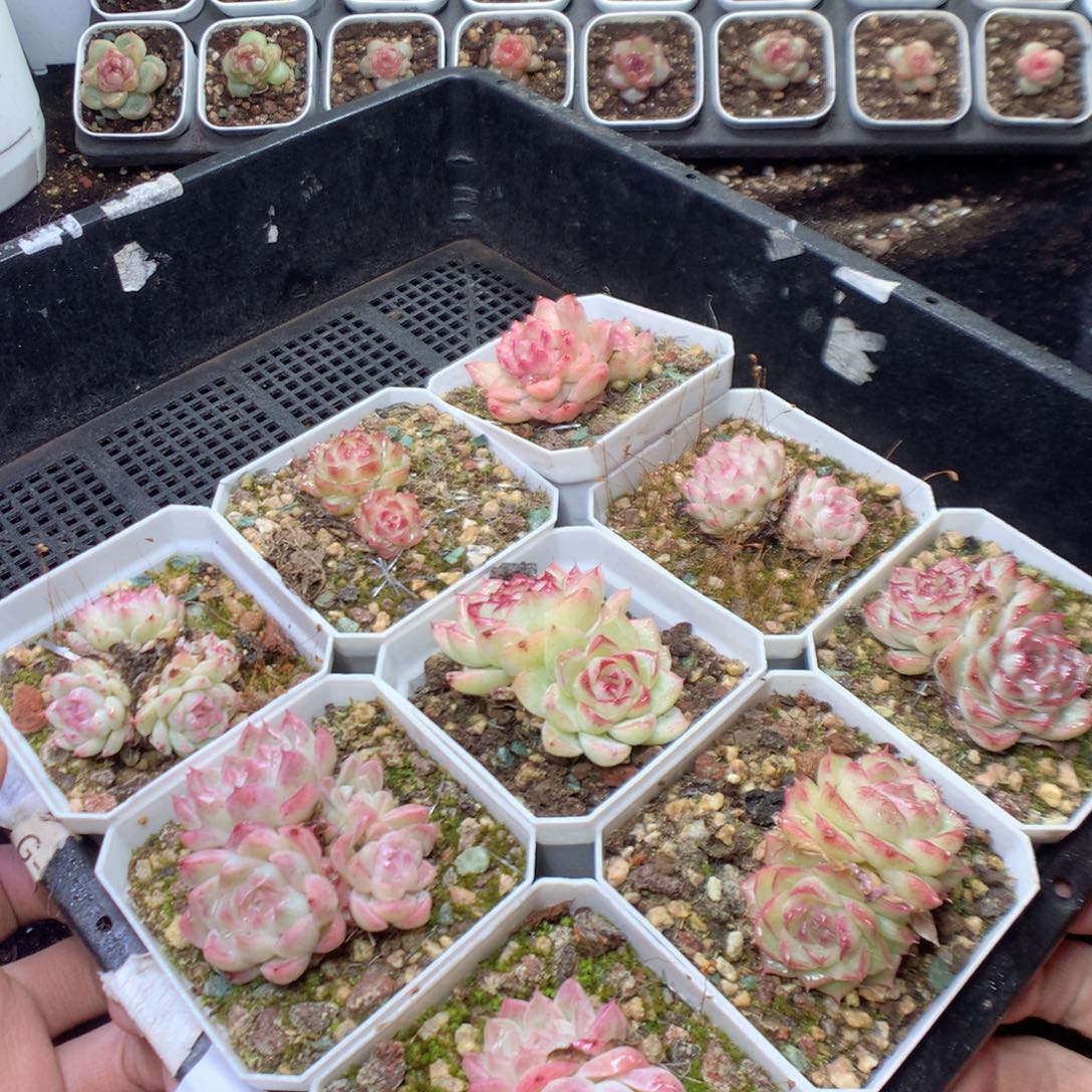 无花朵F93 yyyyyyyyy