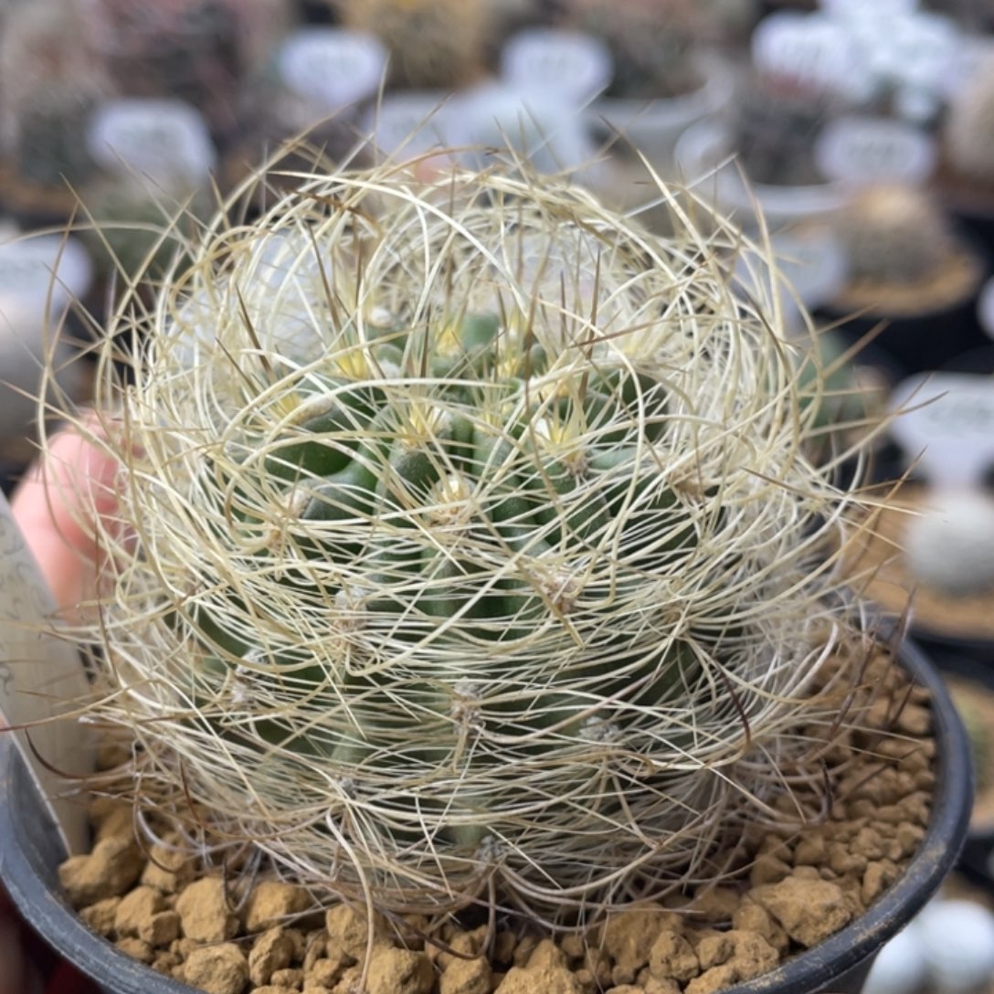 FK425a     智利属