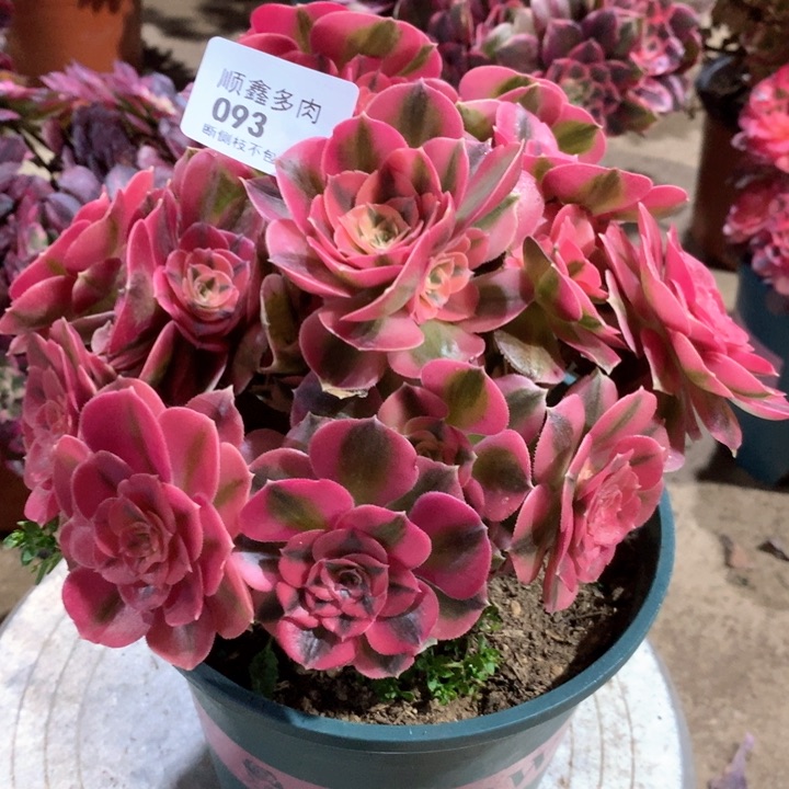 ❤️****093粉女巫多肉植物