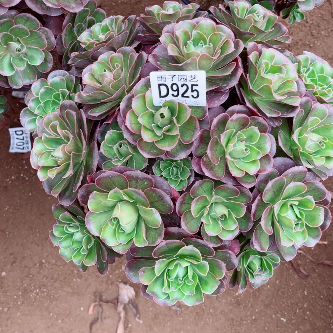 925魅金玫瑰雨子多肉植物