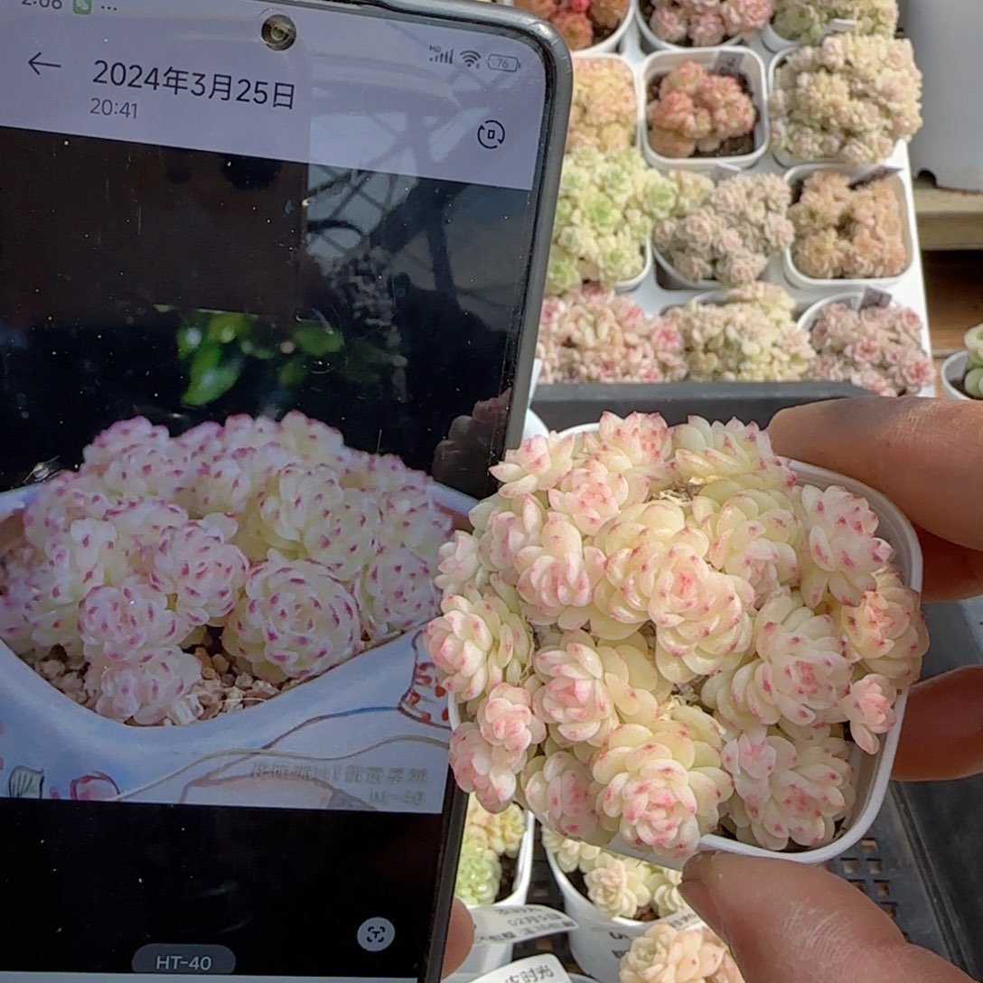 活*【闪购商品】0205-84（ht-40）