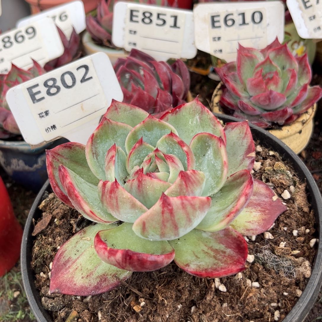 惊鸿一瞥802号多肉