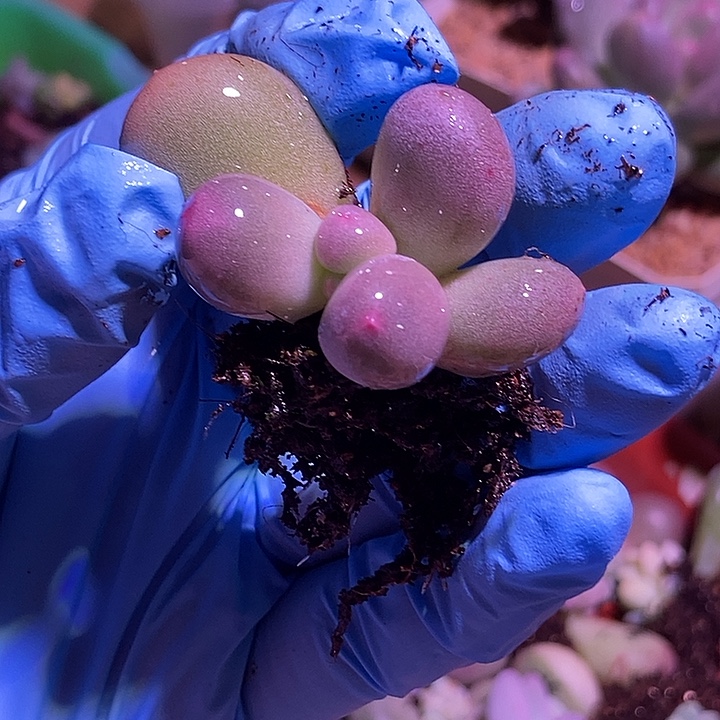 米可奶酪锦基因多肉植物