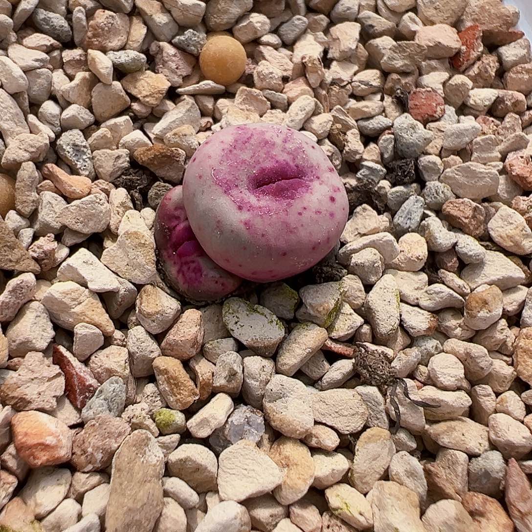 无花朵特选贝特芬 ssw3头