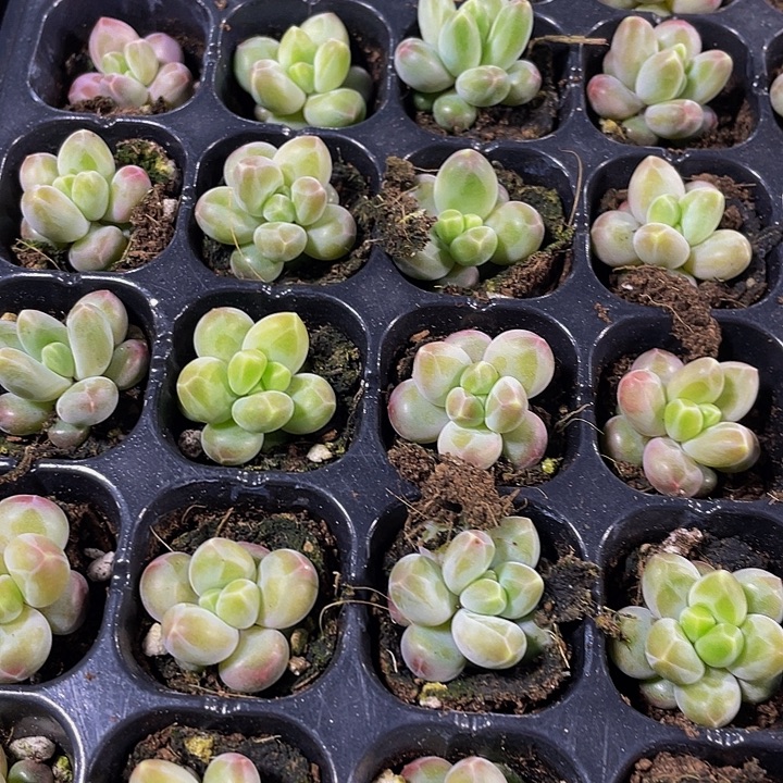 小咖啡豆1.5带土发过