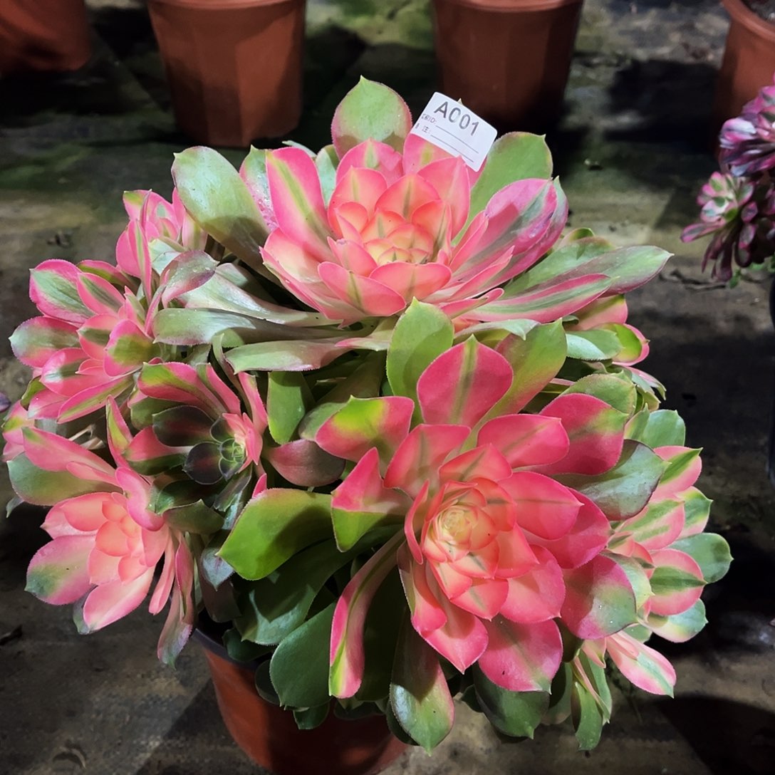 完全开放多肉植物001香妃法师