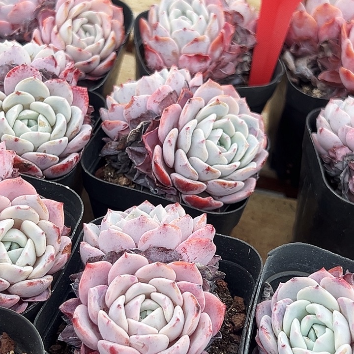 团  032  拉菲   福利