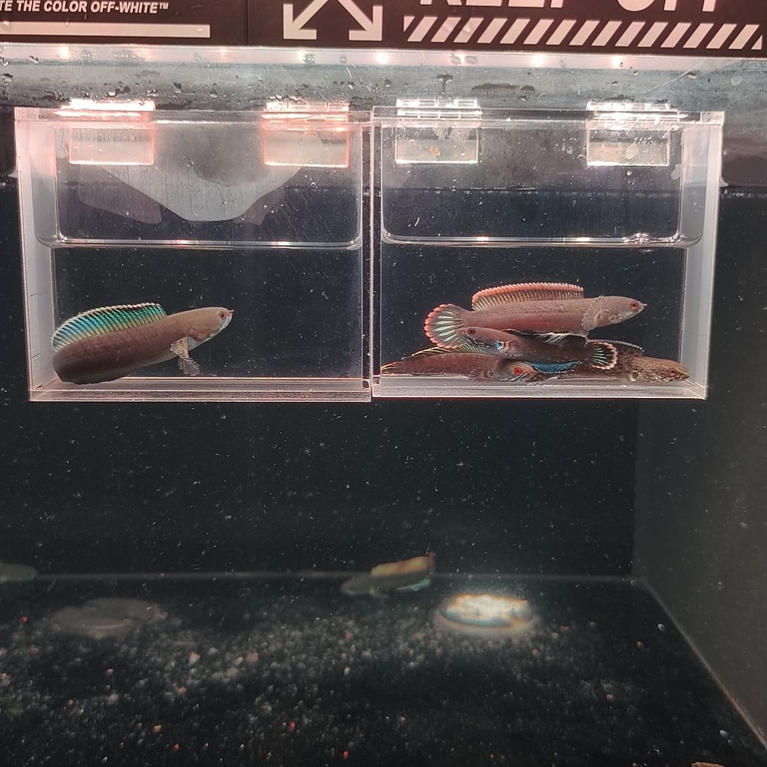 雷龙鱼。。。。。。。。。。。