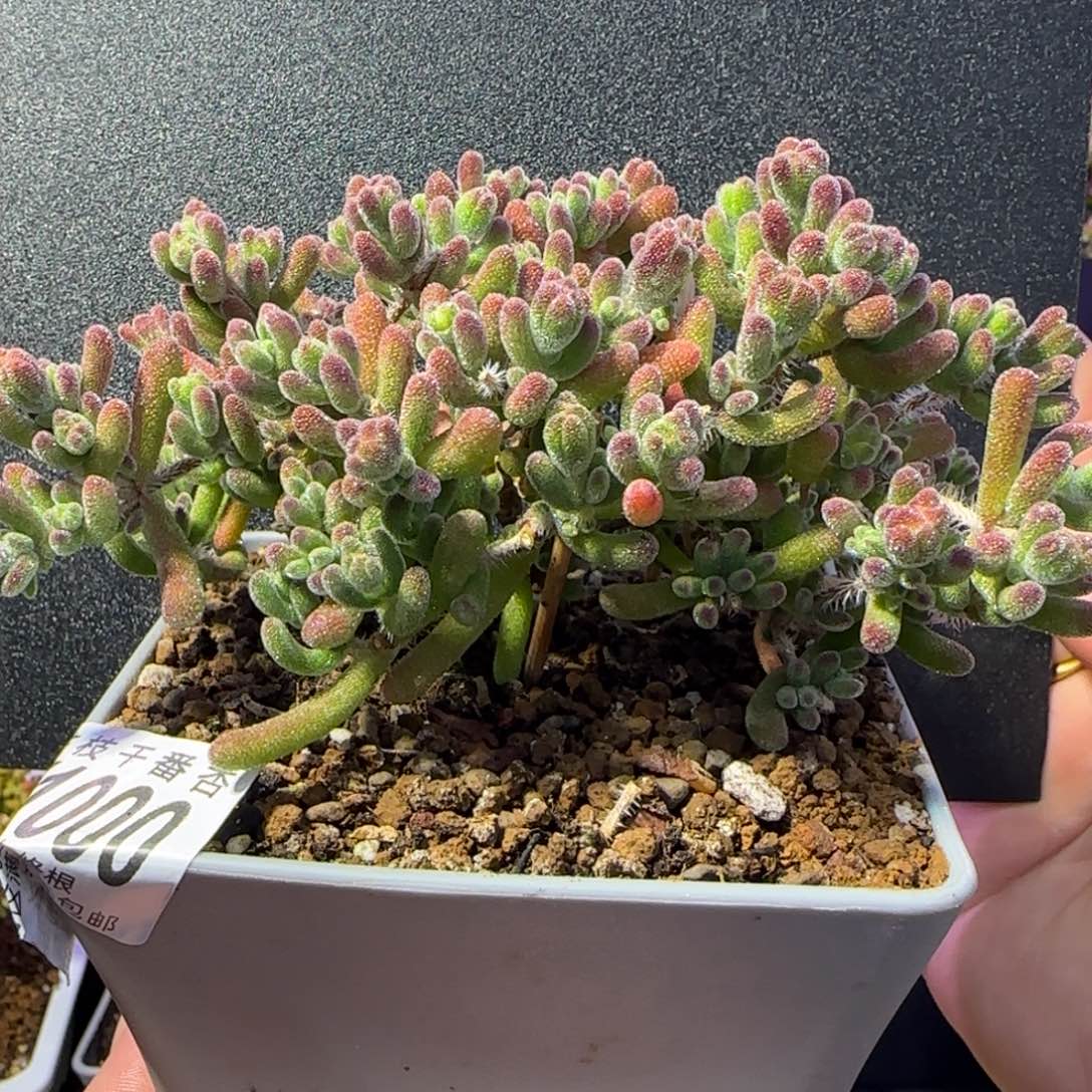 dy1000荔枝锦直杆双岔Y型杆