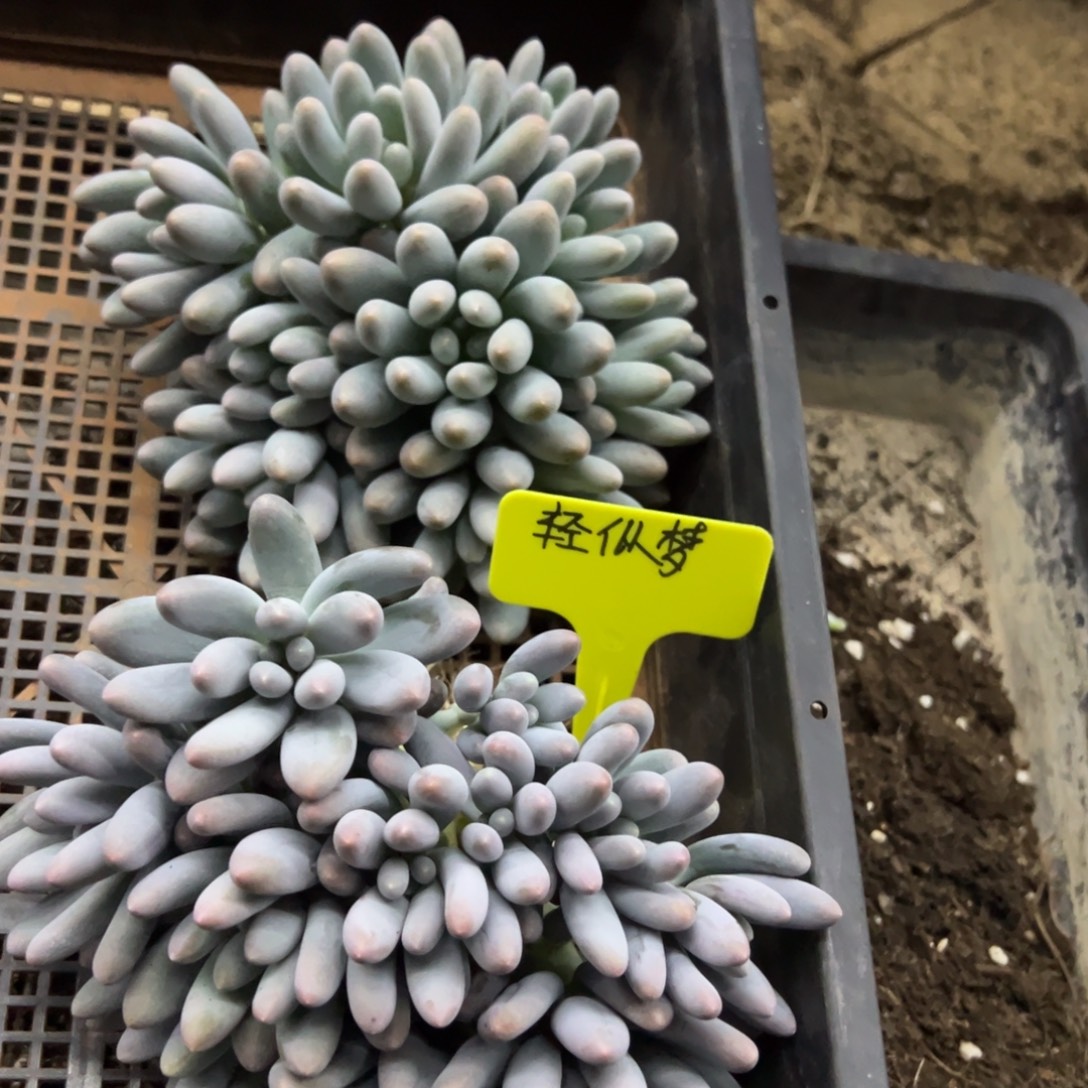 轻***梦我是花卉专用车司机