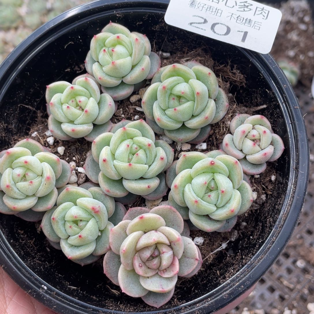 云糖心多肉植物201