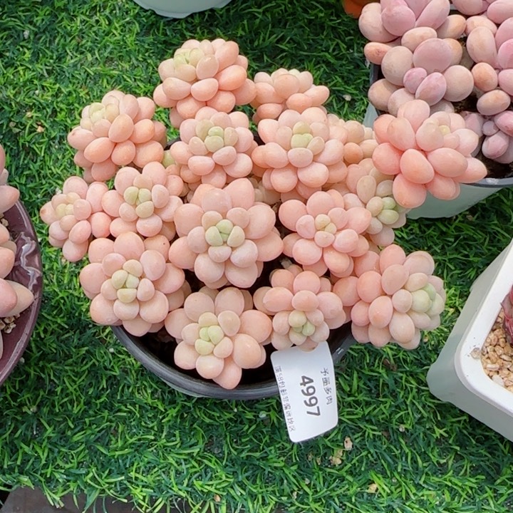 洛可可，4997多肉植物