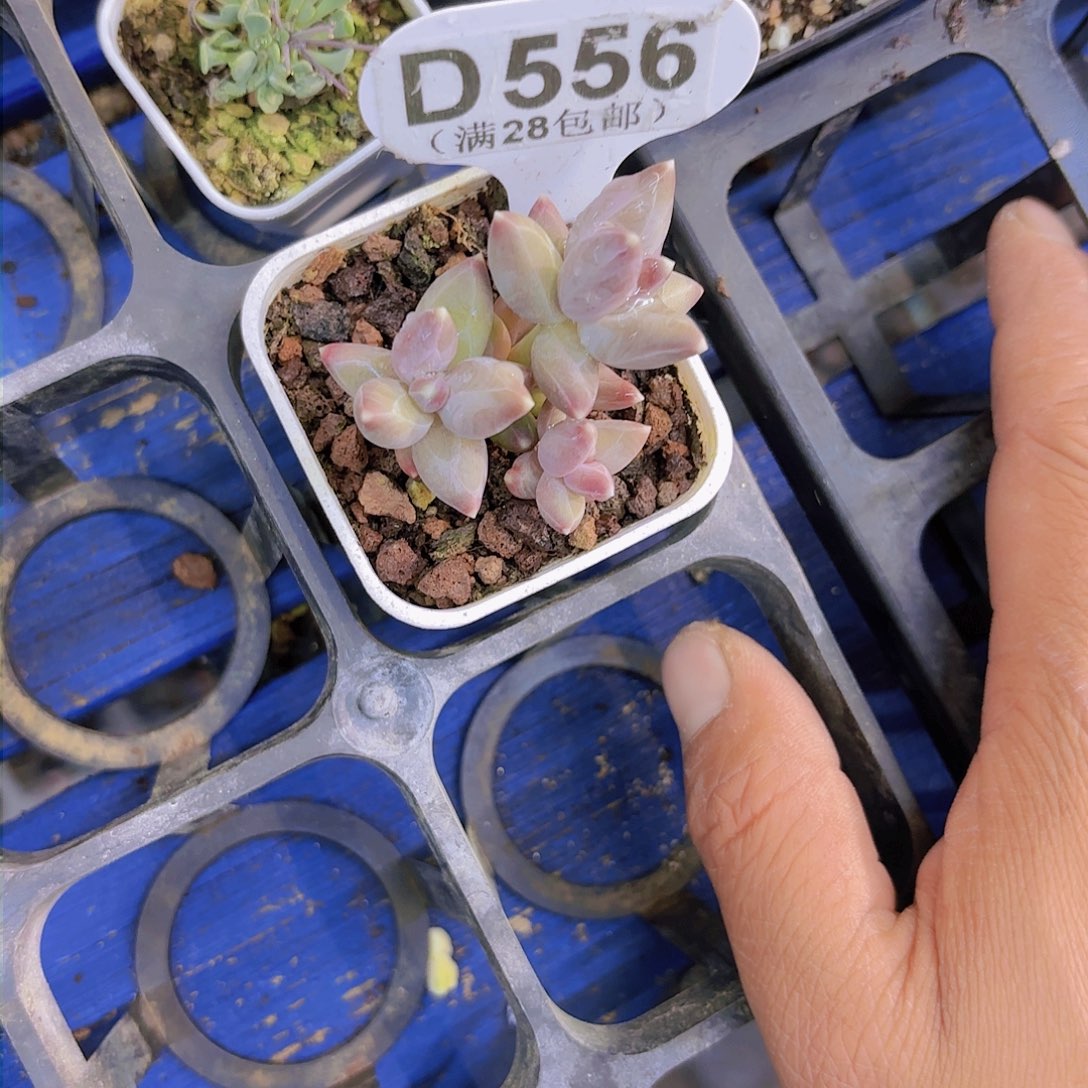 D556乌拉克拉一物一拍