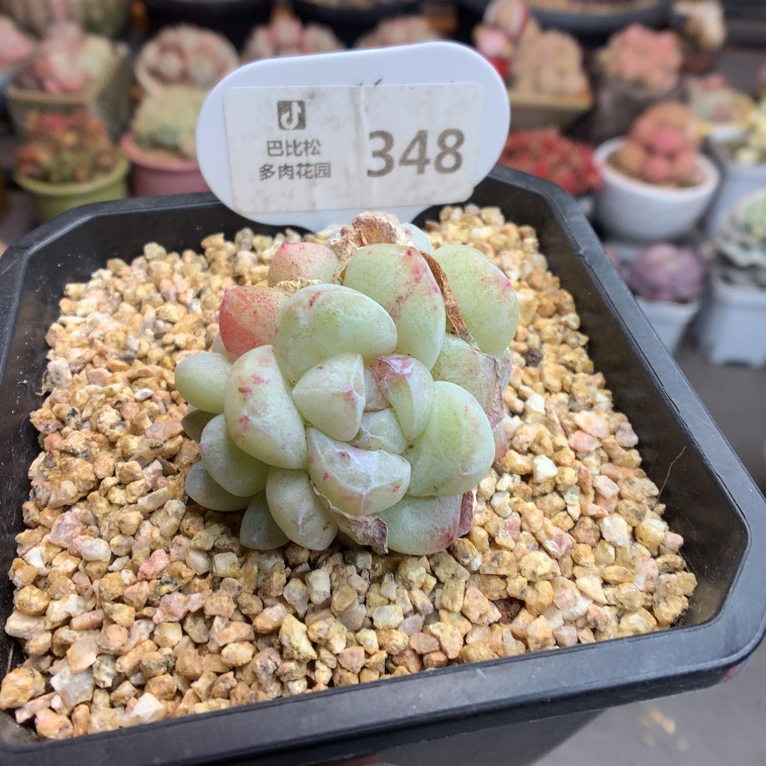 348新年快乐冰玉石化