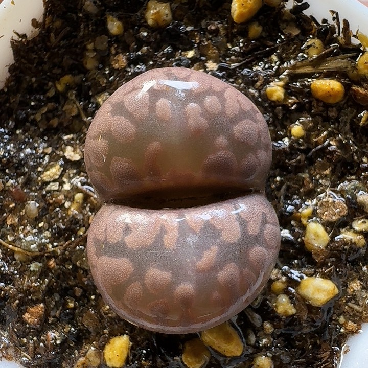 生石花1111111。  263