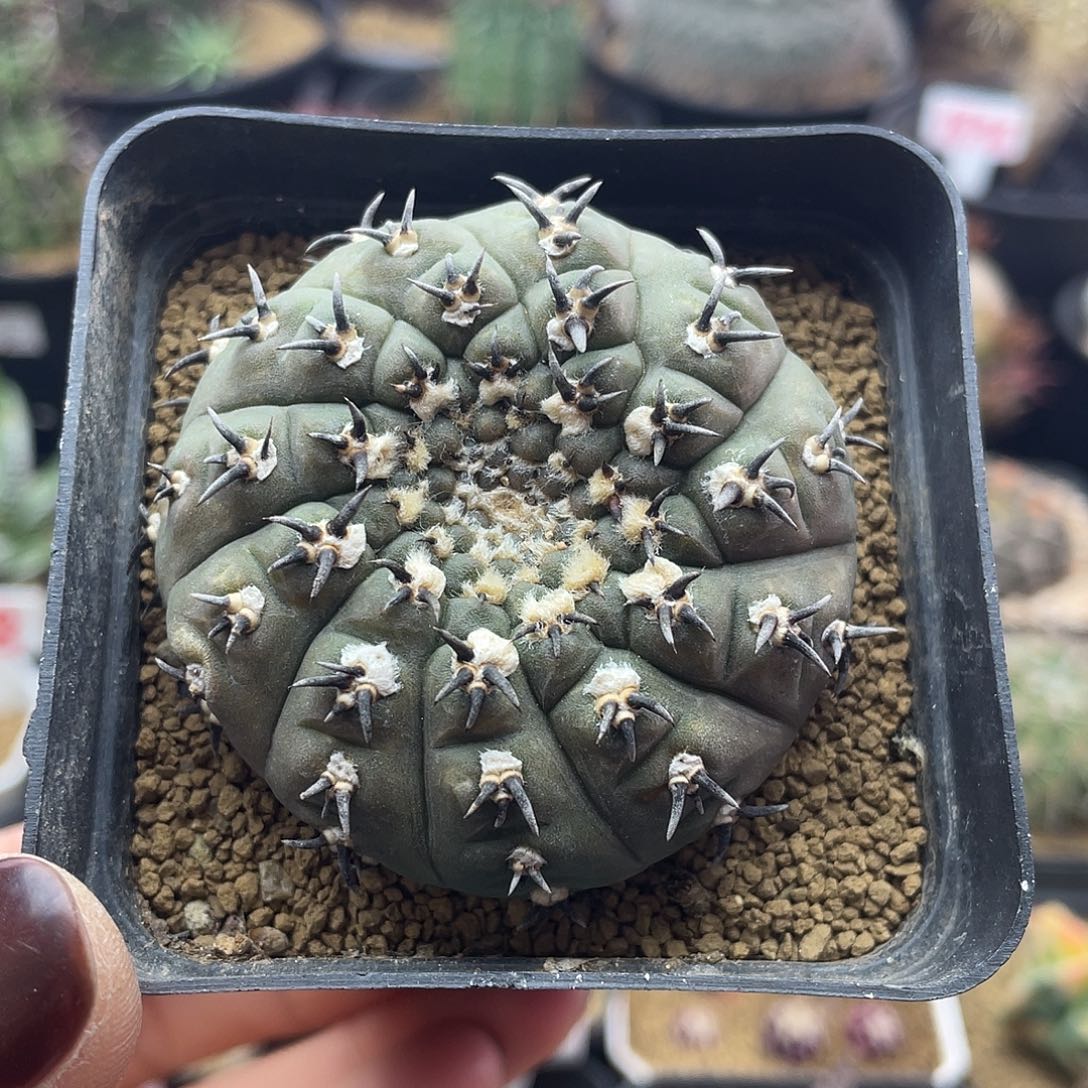 短豪刺黑刺凤头仙人球