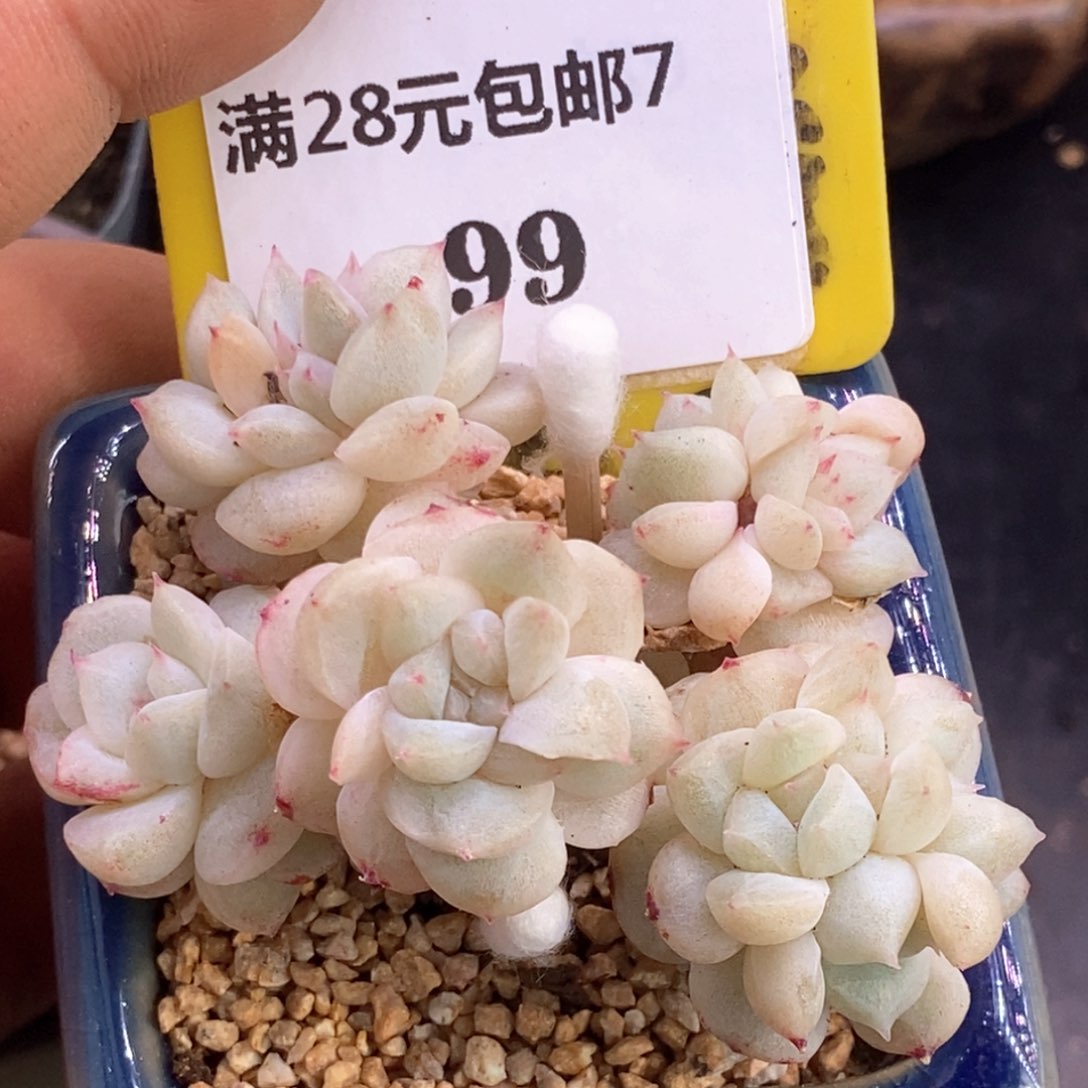 799粉钻石化10头群多肉