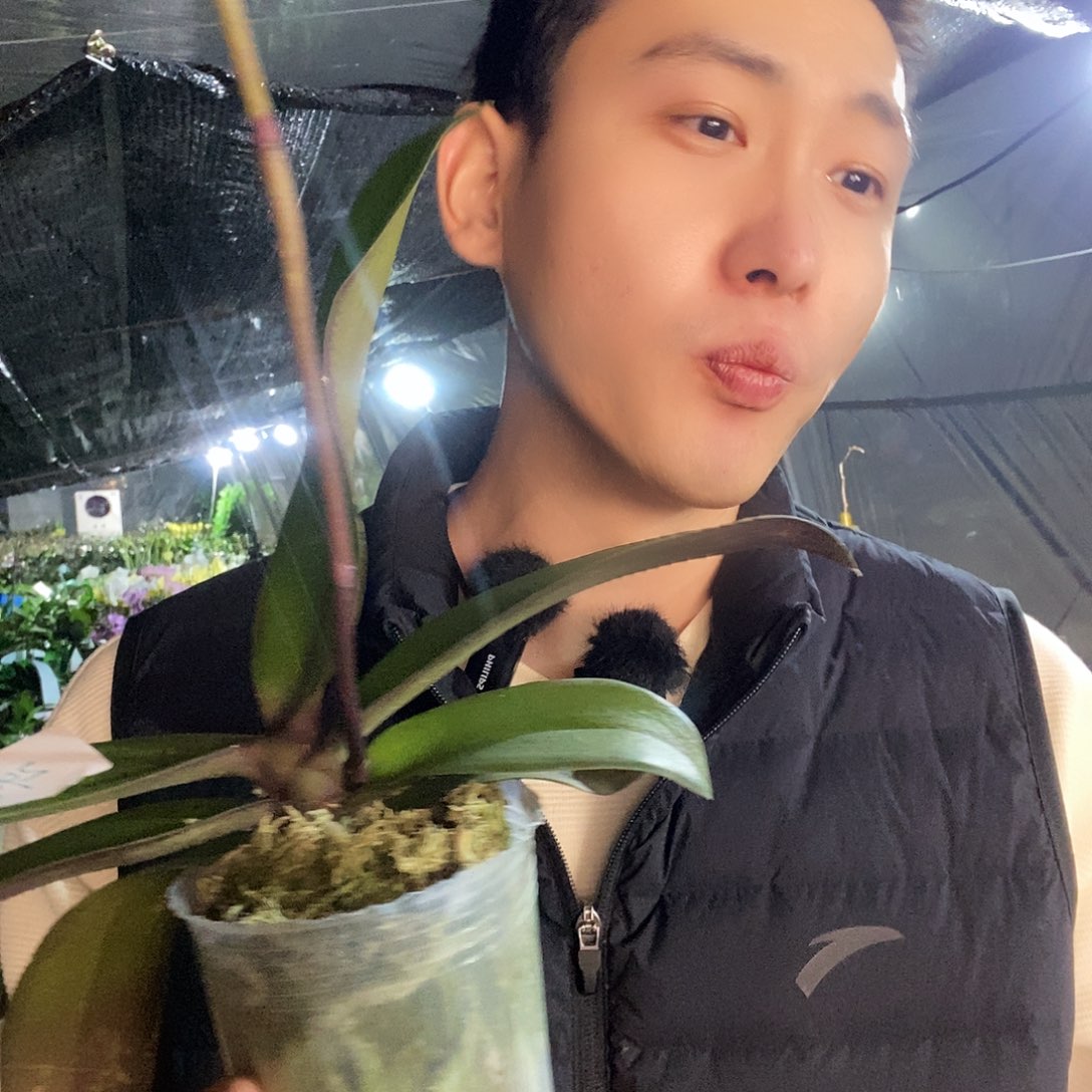 无花朵粉月亮蝴蝶兰