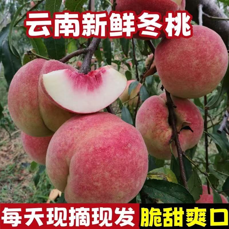 (云南大理冬桃)脆甜可口特大果新鲜离核冬雪蜜桃应季水果