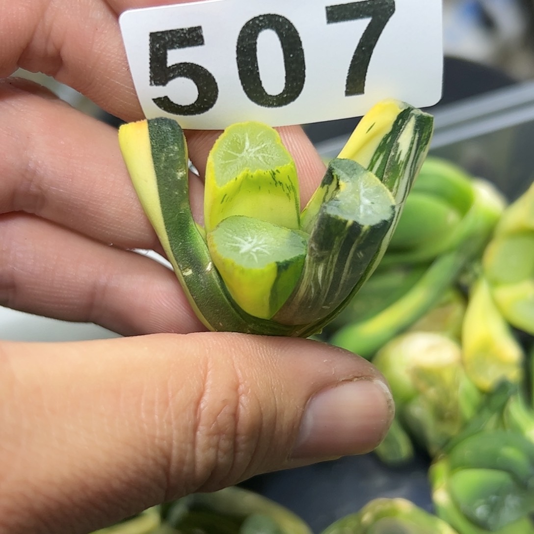 Ms9万象锦十二卷多肉植物