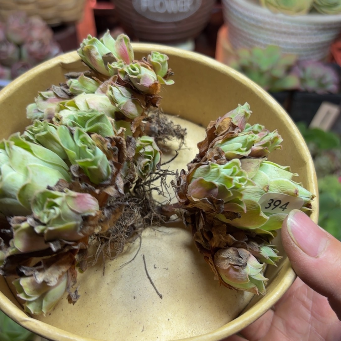 梅***花山地玫瑰多肉植物花卉394