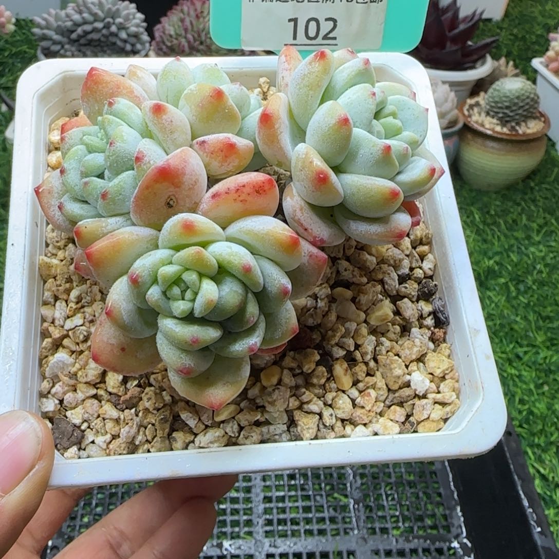 唐二姐多肉编号102