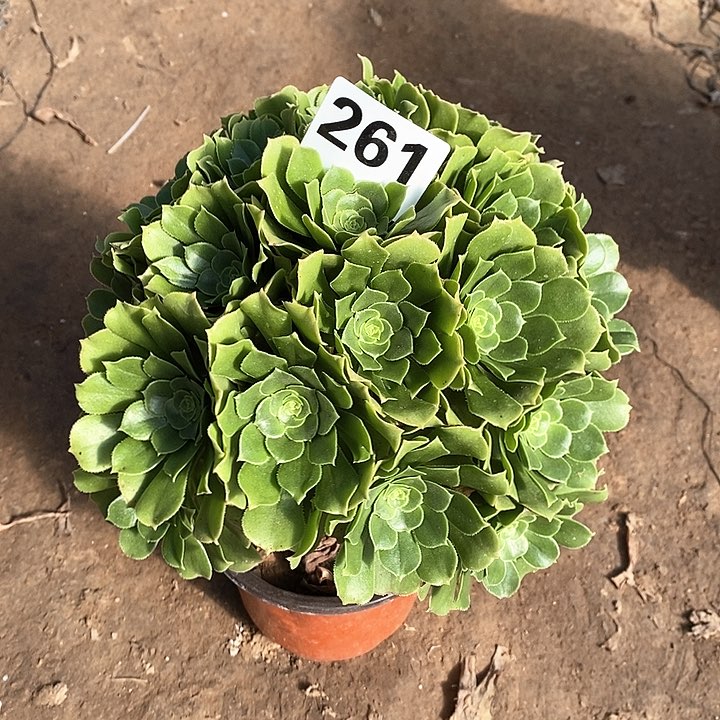 法师植物12345678