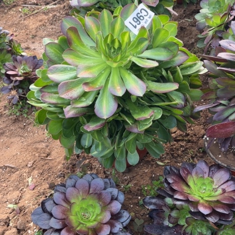 961女巫中班不包断枝