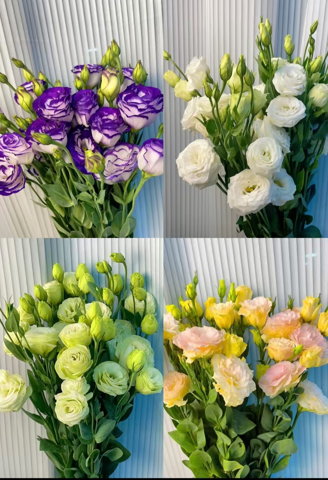 [洋桔梗鲜花】云南发货鲜切花花店批发基地直发包邮家用鲜花 