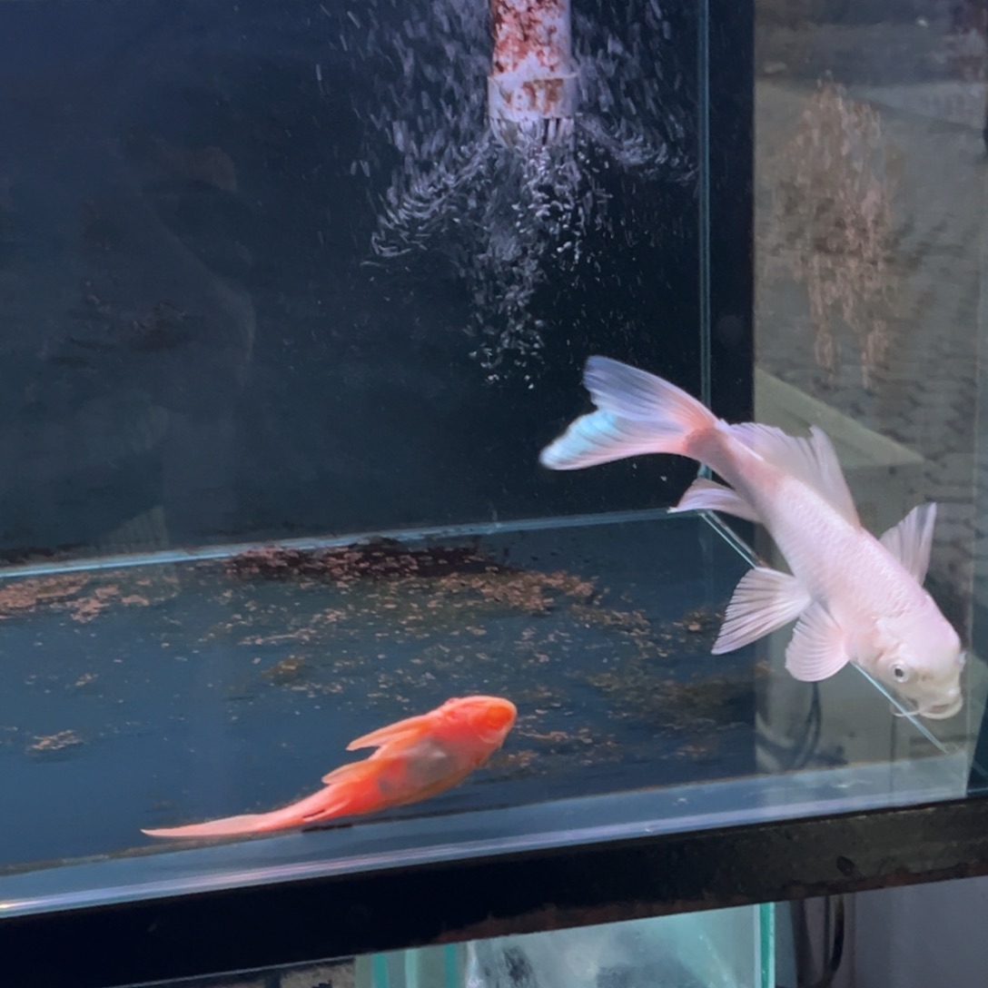 海水鱼周*平精品蝴蝶鲤