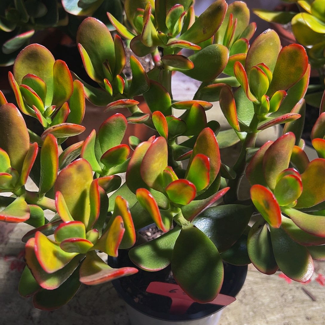 稀有黄金花月带盆发货6336