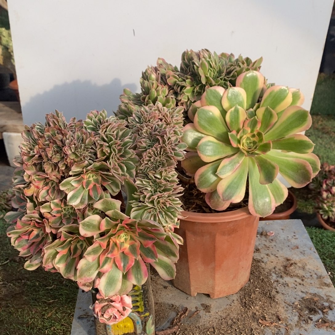 不开花植物1536号女神➕粉女巫1颗多肉