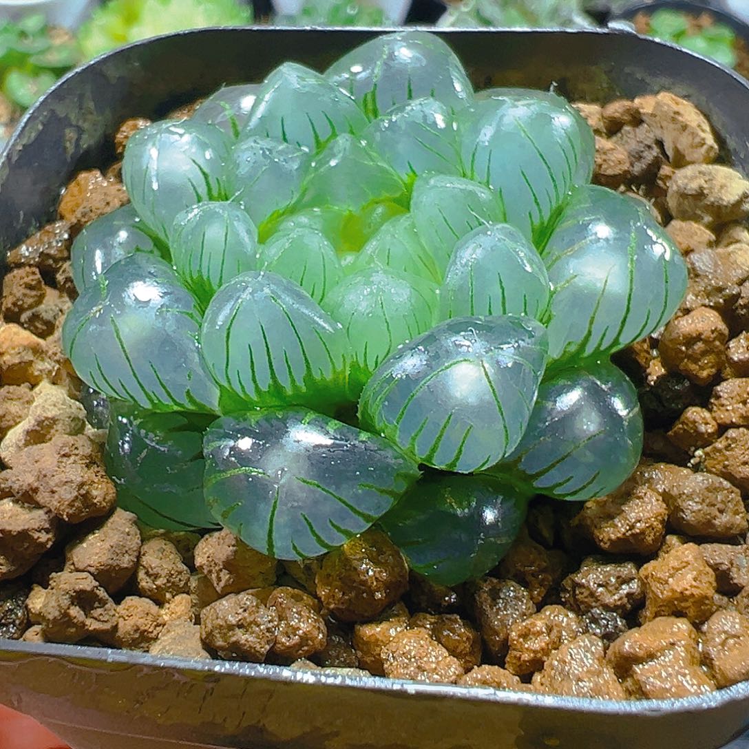 翠冰玉露多肉多肉多肉1