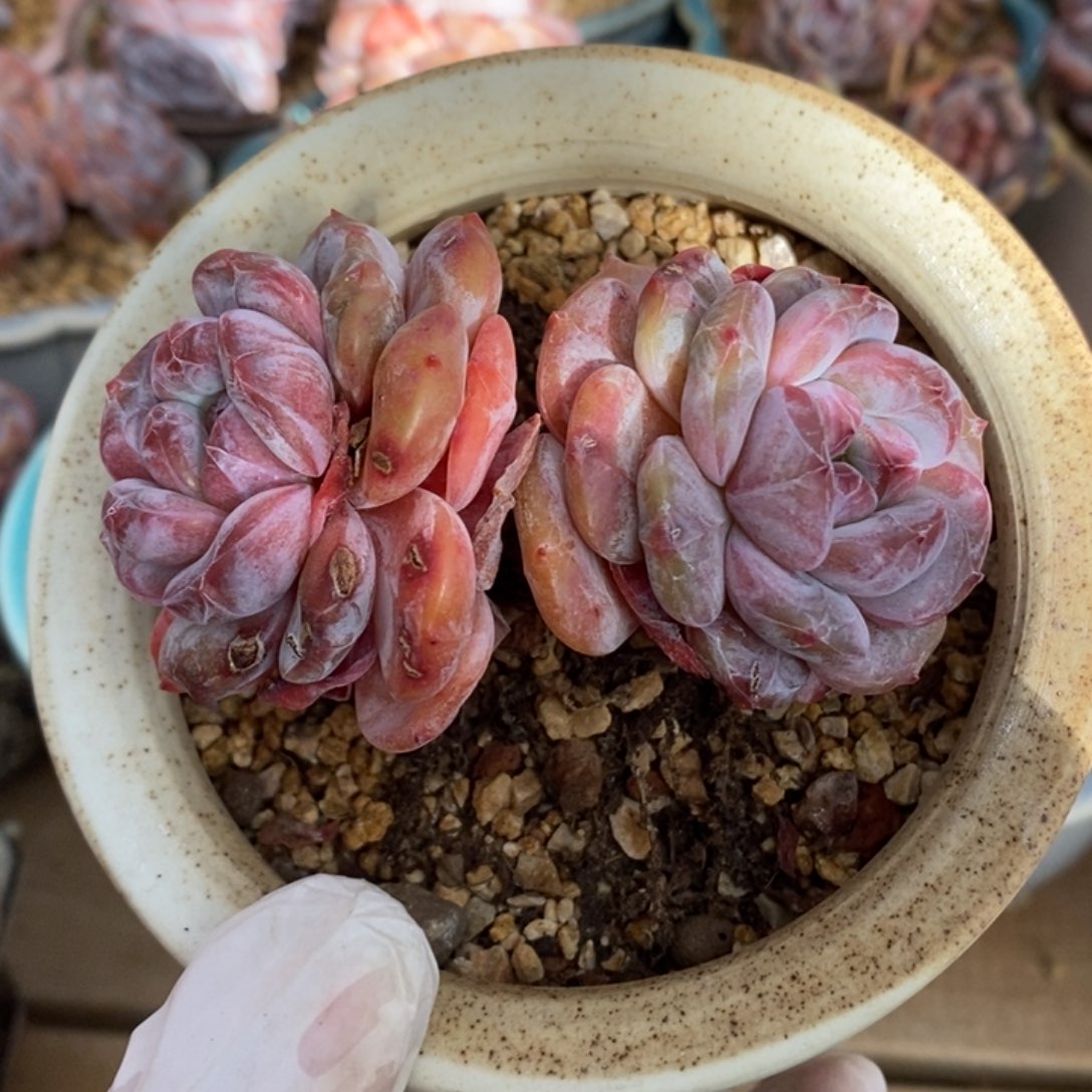 两头粗腿大包包脸